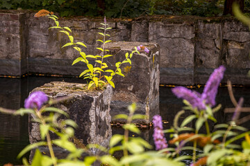 vieolette Blumen in Kühlbecken