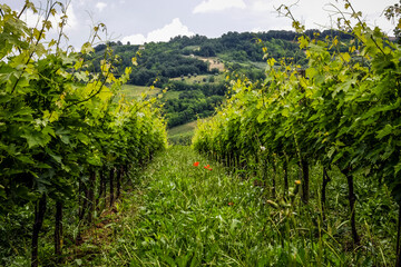 Fototapeta premium vineyard in the spring