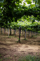 vineyards of Montepulciano