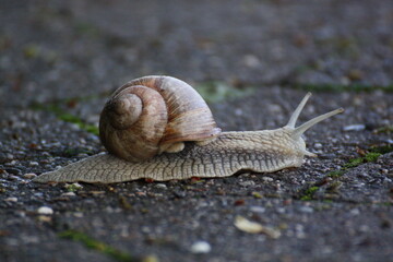 Weinbergschnecke