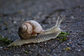 Weinbergschnecke