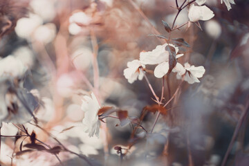 Abstract, blured rose background, artistic