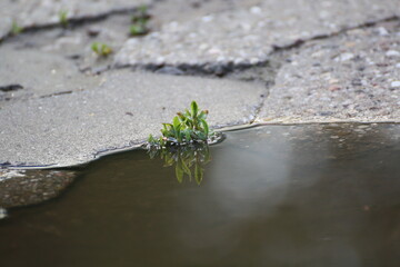 Pflanze an einer Pfütze