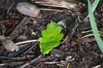 Grünes Blatt