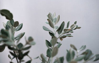 Olive tree branch on white light gray background