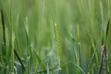 Gras