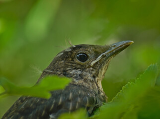 Portrait of a young blackbird (Turdus merula).