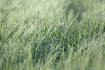 Gras