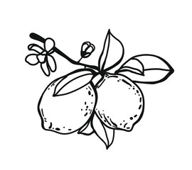 Vector lemon. Sketch Citrus fruit decorative. Line art logo, badge, label