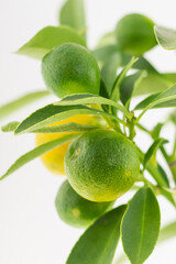 branch with round fruits citrus lime green fruit close-up
