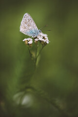 Schmetterling