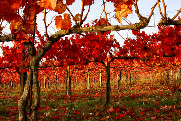 sagrantino's vineyards in autumn near montefalco umbria - obrazy, fototapety, plakaty