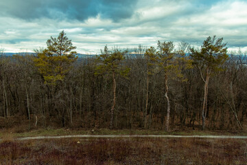 gray moody wood land edge of mystic forest with bare branches trees of autumn seasonal time in cloudy dramatic weather time landscape panoramic photo