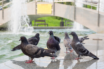 A cluster of pigeons drinking water on a fountain in a city park on a sunny day.