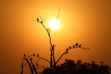 This picture was taken by  Home. Many beautiful birds are sitting on it. it's a beautiful sunset''