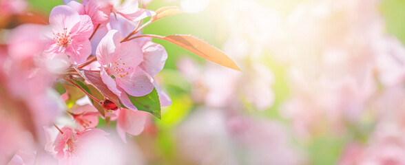 Spring background - pink flowers of apple tree on the background of a blooming garden. Horizontal blurred banner with space for text
