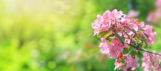Spring background - pink flowers of apple tree on the background of a blooming garden. Horizontal blurred banner with space for text