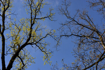 tree branches against blue sky