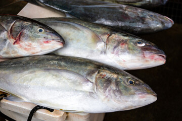Fresh Jack fish (Caranx hippos) on a market stall in Victoria town, Mahe, Seychelles.