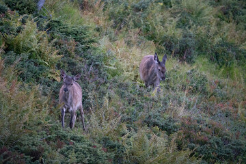 two orphaned red deer calfes in autumn on the mountains, they are motherless
