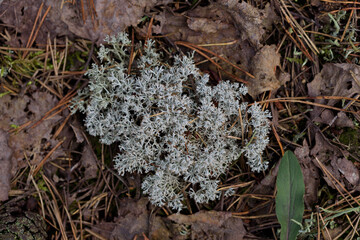 Deer (Cladonia rangiferina) is a species of lichen in the family. Grows in tundra, pine forests, highlands.