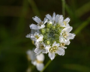A photo of a field flower with dew drops taken with a macro lens..Berteroa incana is a plant of the Bastut family, a genus of powdery mildew.