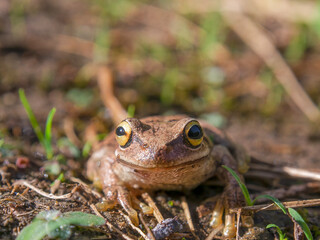 Macro photography of a brown tree frog standing on the ground early in the morning. Captured in a garden near the town of Arcabuco, in central Colombia.