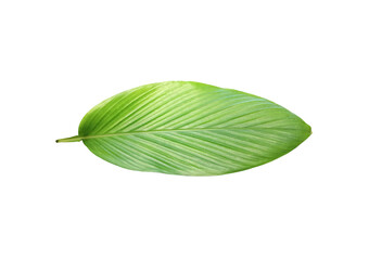Top veiw,Single green leaf isolated on white for background or design, striped plants, greenery nature