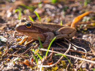 Macro photography of a brown tree frog standing on the ground early in the morning. Captured in a garden near the town of Arcabuco, in central Colombia.