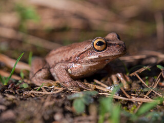 Macro photography of a brown tree frog standing on the ground early in the morning. Captured in a garden near the town of Arcabuco, in central Colombia.