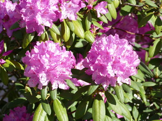 Pink blooming rhododendron in a park Rosa blühender Rhododendron