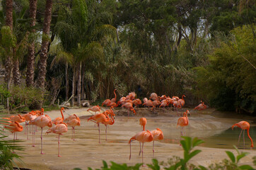 Flamingos, Zoo, Barcelona