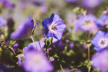 Storchenschnabel / Blume