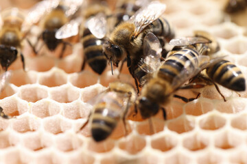 Worker bees as backbone of hive closeup