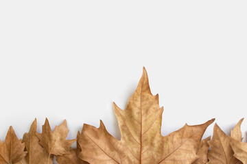  Flat lay composition with autumn leaves and space for text on white background.Autumn composition. 