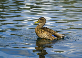 Wild female mallard duck