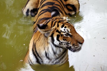 Fototapeta na wymiar tigre dans l'eau