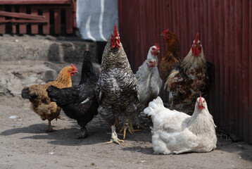 Chickens family on farm