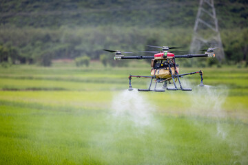 Agriculture drones glide above rice fields spraying fertilizer. Farmers used a drone to spray...
