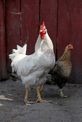 Rooster and chicken next to fence