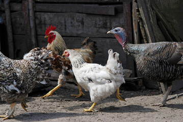 Poultry runs through the poultry yard