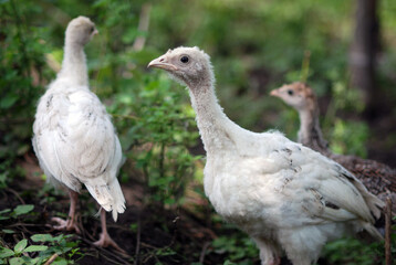 Obraz premium Young turkey-poults on farmyard