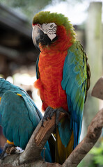 red and blue parrot
