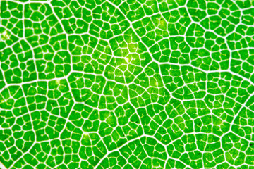 leaves magnified under the microscope for study on climate change