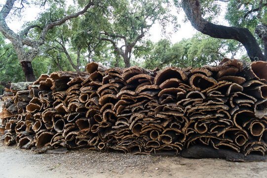A lot of cork wood pieces near trees