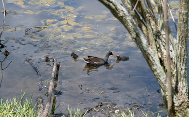 moorhen with chicks