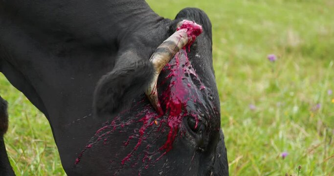Slow Motion Bloody black cow with broken horn at the meadow. Cinema 4K 60fps video