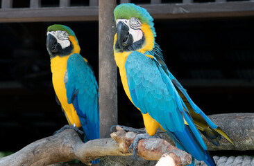 blue and gold macaw