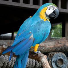 blue and yellow macaw ara © Marty Mac