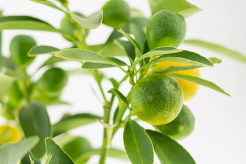 citrus bush with green unripe lemons close up